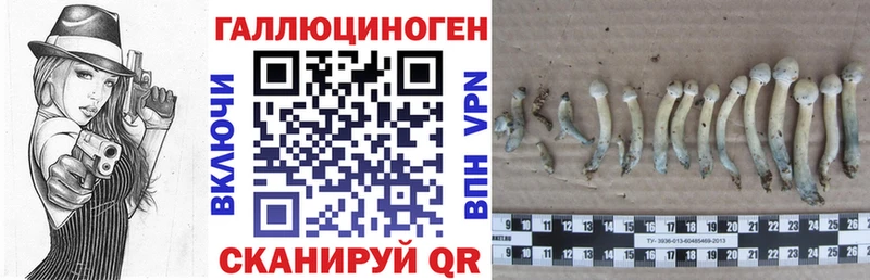 Псилоцибиновые грибы Psilocybe  Кувандык 